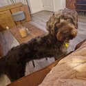 Male, Chocolate Brown- Labradoodle-5