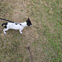 Female jack Russell puppy available -0