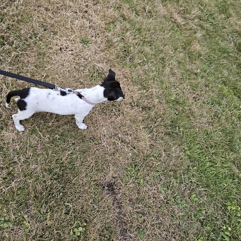 Female jack Russell puppy available 