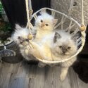 2 beautiful ragdoll-5