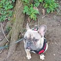 10 months old French Bulldog adult only home-1