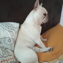 French Bulldog for sale-3