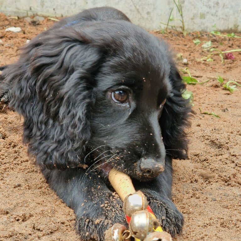 Cocker spaniel puppy