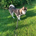 1 year old boy husky for sale -3