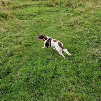 Bella 3 Yr old English springer spaniel  needs rehoming