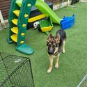 House trained German shepherd -1