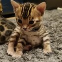 Bengal Kittens Available-1