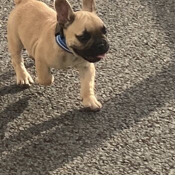 French Bulldog puppy