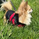 4 year old male chihuahua buster for a forever home-1