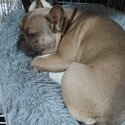 10 months old French Bulldog adult only home-4