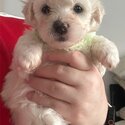 Beautiful bichon frise babies-5