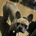 French bulldog female for a loving home-4