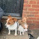 Ruby and Roxy, 2 Female Jack Russell puppies for sale-1