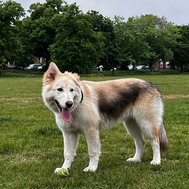 German Shepard x Husky up for adoption 