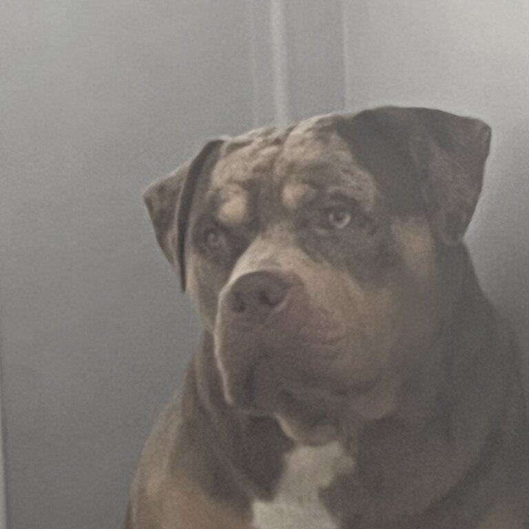 Chocolate male xl bully 