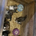 Collie puppies -1