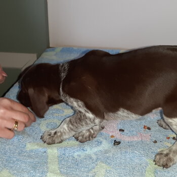 German shorthaird pointer pups for sale