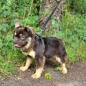 Visual fluffy french bulldog boy chocolate tan  fully KC-5