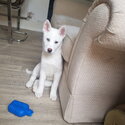 Beautiful all white husky puppy -5