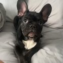 French bulldog puppy-2