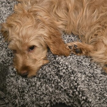 beautiful cockapoo puppy