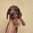 Miniature wirehaired dachshund (IKC registered)