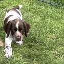 English Springer Spaniel puppies-3