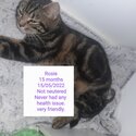 Rosie needs a forever loving home-2