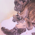 Cane Corso puppies-4