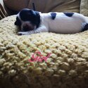 Gorgeous English springer spaniel x-3