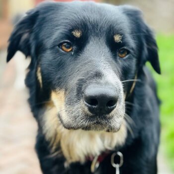 Beautiful Cocker Spaniel x Collie puppies for sale