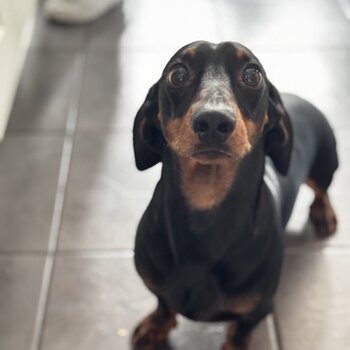 Black and brown Male Dachshund