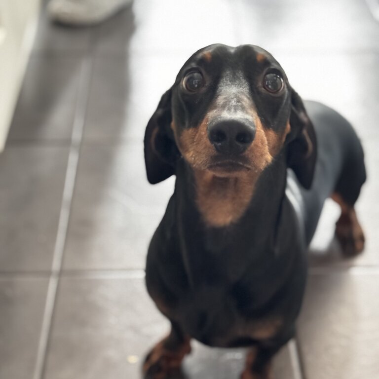 Black and brown Male Dachshund