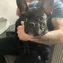 French bulldog puppy-3