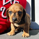 12 weeks old dachshund-3