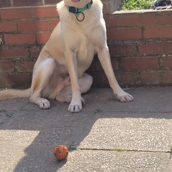 Marley 14 month husky mix 