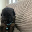 6 gorgeous German Shepard puppies-3