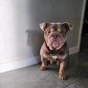 Gorgeous British bulldog female-1