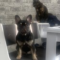 Black and Tan Carries merle 9 month French bulldog -2