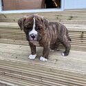 Olde Tyme English Bulldogge puppies -2