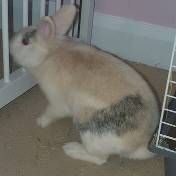 Lionhead male rabbit