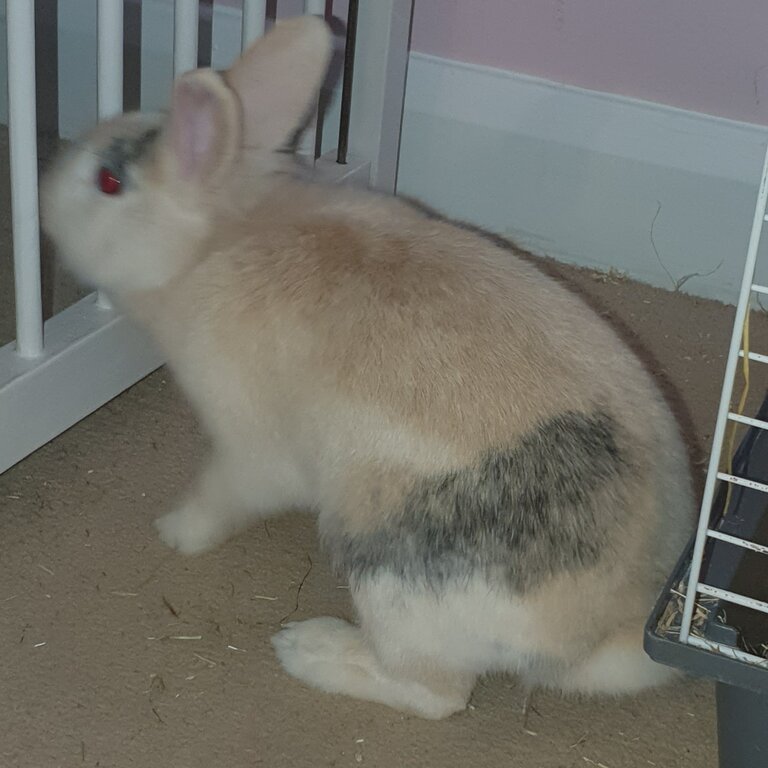 Lionhead male rabbit