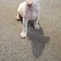 Gorgeous English bull terrier pup-2