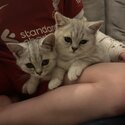 Male silver tabby British shorthair kittens-3