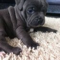 KC REG BLUE STAFFY PUP(YOU MUST READ POST, PEOPLE AREN'T READING)-0