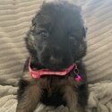 6 gorgeous German Shepard puppies-5