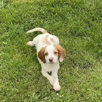 Cocker Spaniel Puppy