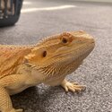 Bearded dragon and complete set up for sale-3