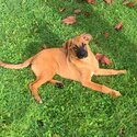 Mix breed German Shepard and boxer puppy -5