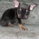 French Bulldog Puppies-1